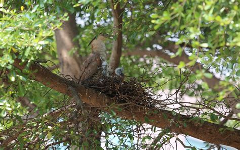 鳥在陽台築巢怎麼辦